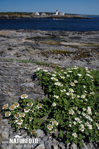 Viburnum opulus