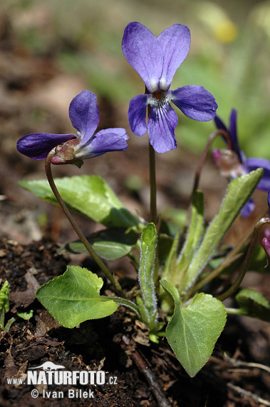 Viola hirta