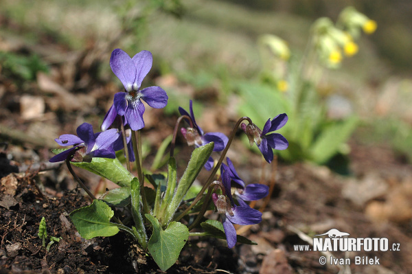 Viola hirta