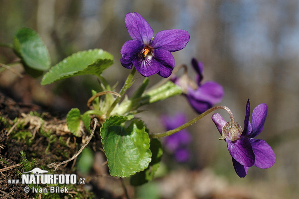 Viola mammola