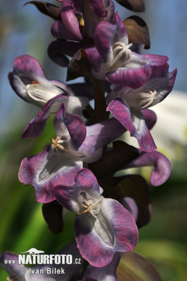 Violeta bulbosa - Coridal