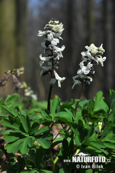 Violeta bulbosa - Coridal