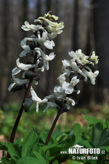 Violeta bulbosa - Coridal