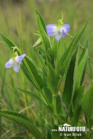 Violette élevée