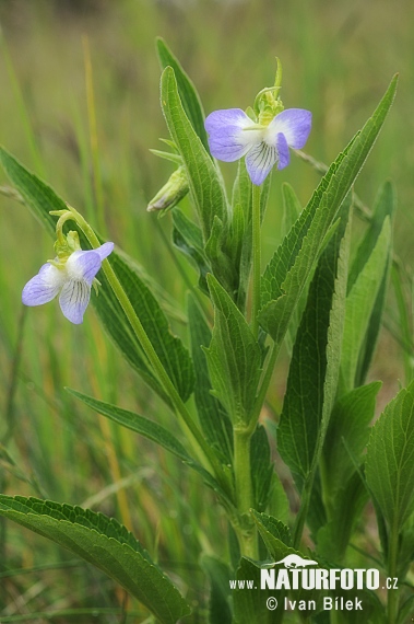 Violette élevée