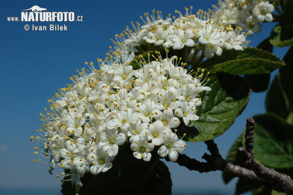 Viorne mancienne - Viorne lantane