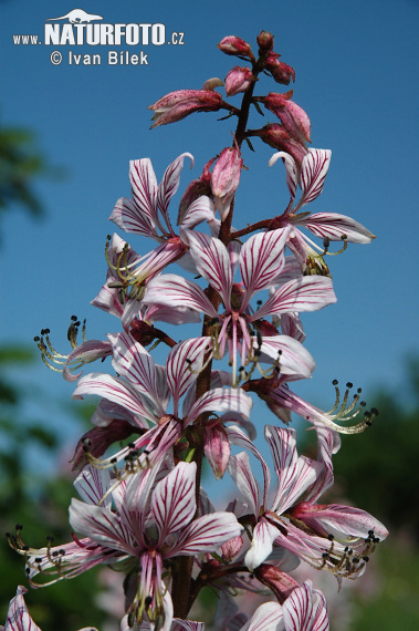 Vuurwerkplant