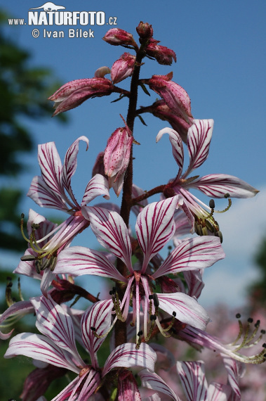 Vuurwerkplant