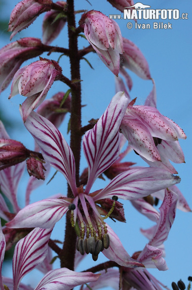 Vuurwerkplant