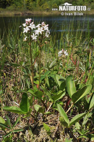 Waterdrieblad