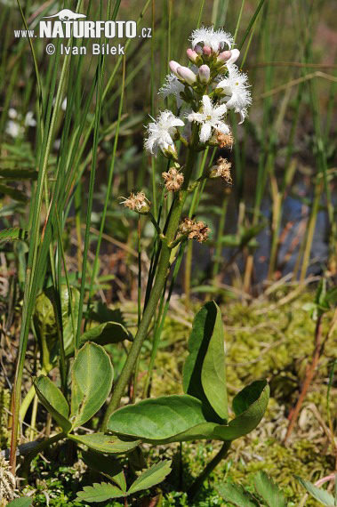 Waterdrieblad