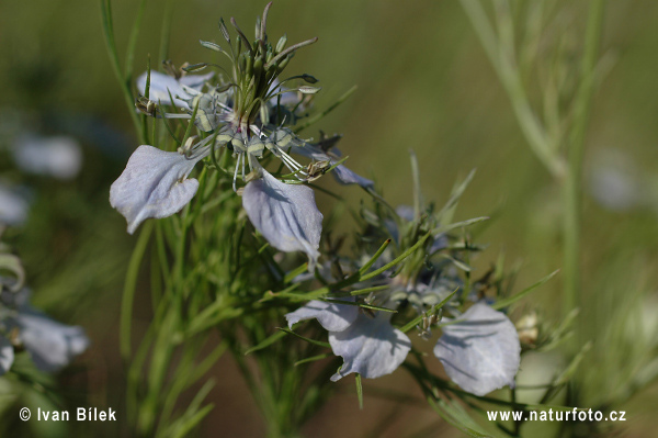 Wilde nigelle