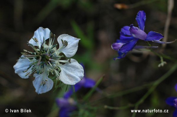 Wilde nigelle