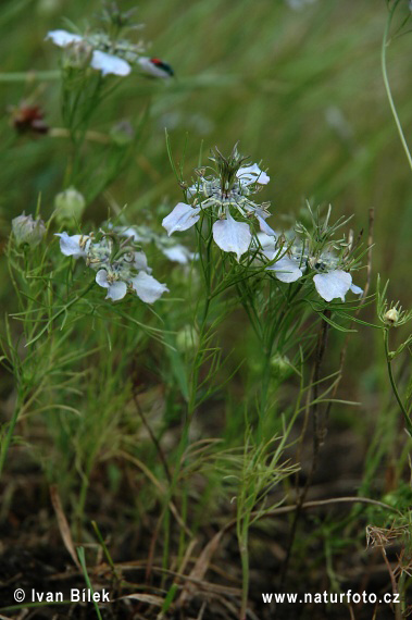 Wilde nigelle