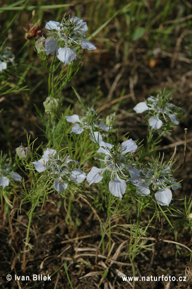 Wilde nigelle