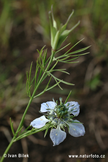 Wilde nigelle