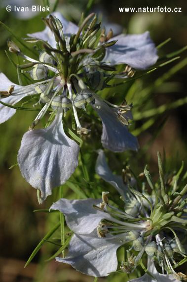 Wilde nigelle