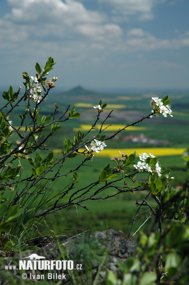 Wiśnia karłowata