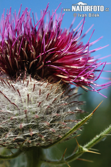 Wollige distel