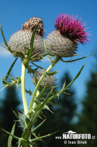 Wollige distel