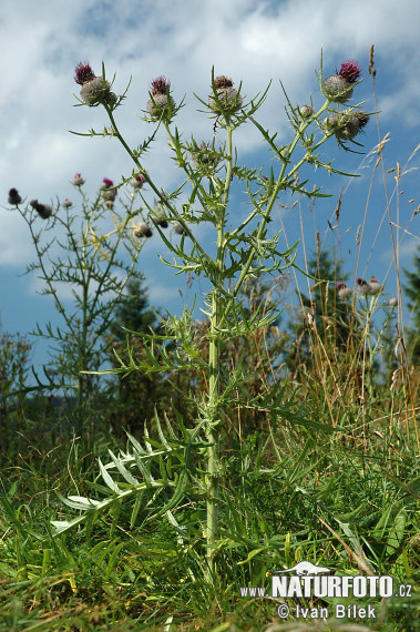 Wollige distel