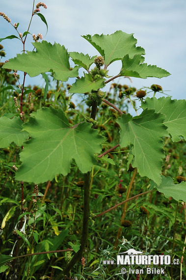 Xanthium albinum