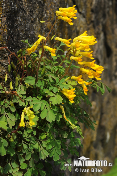 Yellow Corydalis (Corydalis lutea)