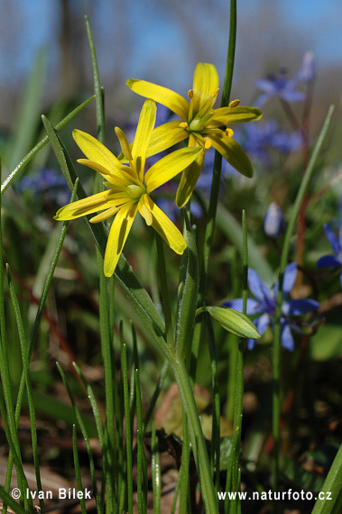 Yellow Star-of-Bethlehem (Gagea lutea)