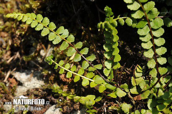 Zanokcica serpentynowa