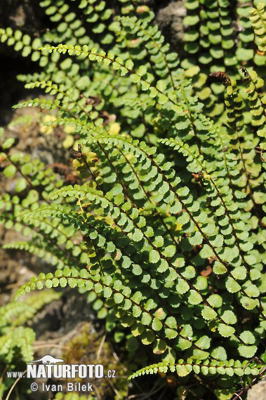 Zanokcica serpentynowa