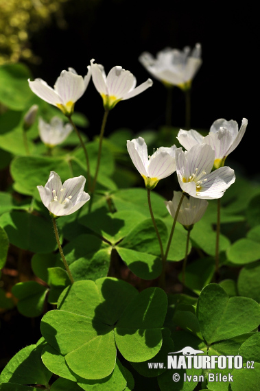 白花酢浆草