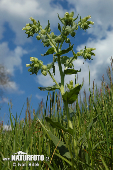 Нонея темная