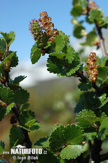 �яроза карлікавая