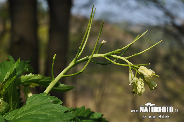 Зубянка девятилистная