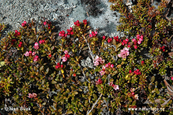 Наскельниця лежача