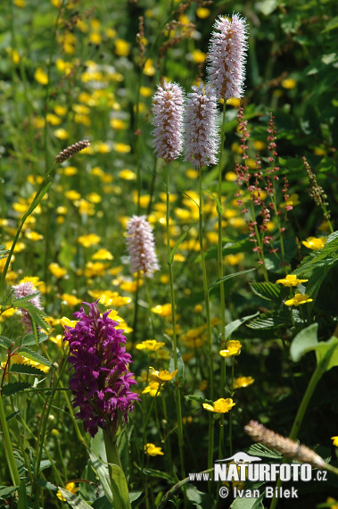 Обикновеното кървавиче