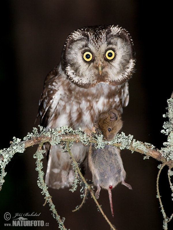 キンメフクロウ 写真 キンメフクロウ 写真