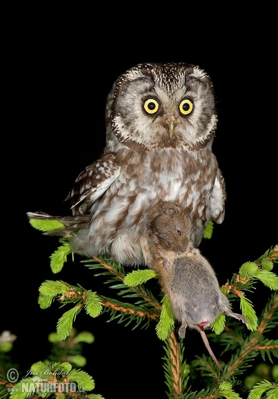 キンメフクロウ 写真 キンメフクロウ 写真