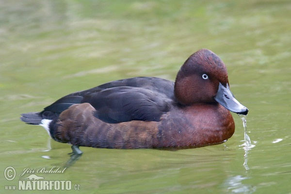 اردک بلوطی غواص