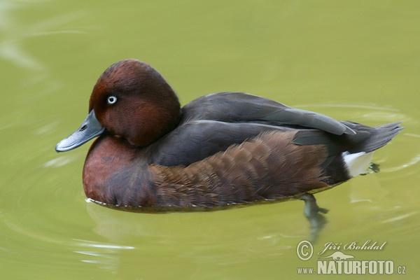 اردک بلوطی غواص