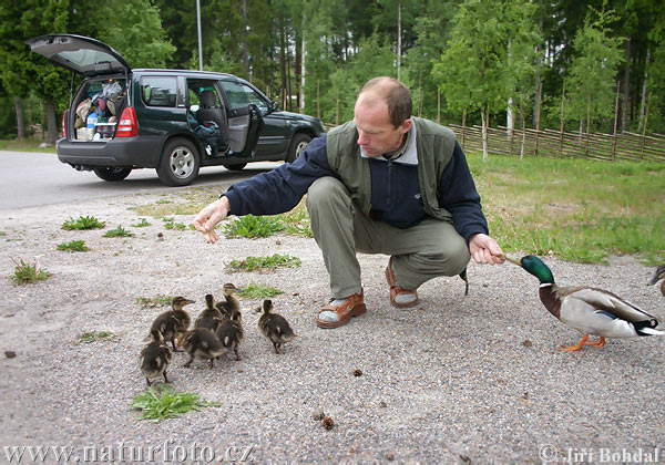 Зеленоглава патица