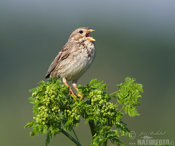 زردپره مزرعه