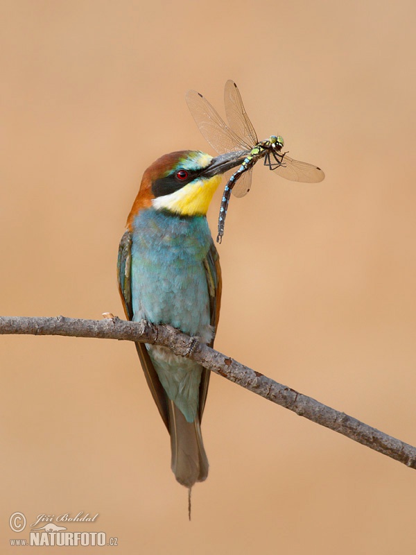 زنبورخوار اروپایی