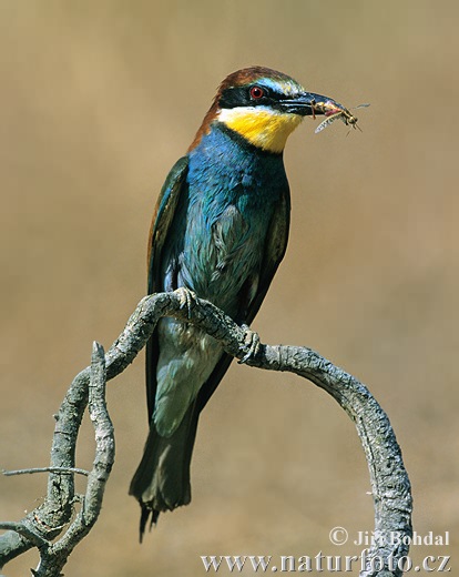 زنبورخوار اروپایی