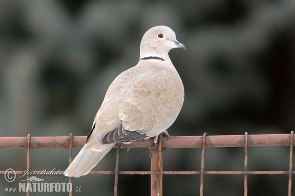 Кольчатая горлица