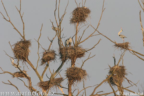 سرمئی بگلا