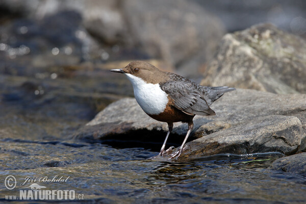 Воден кос