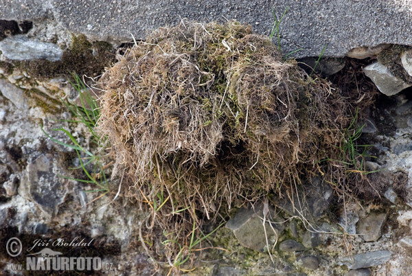 Воден кос