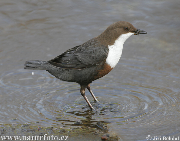 Воден кос