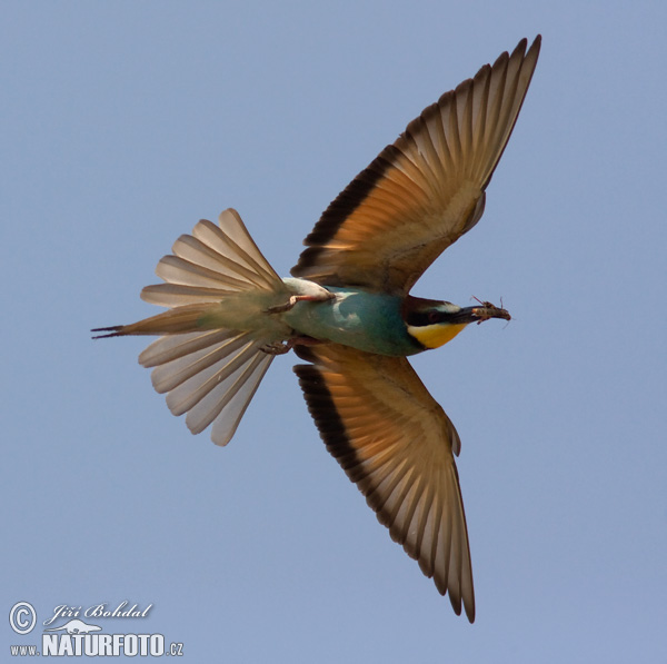 زنبورخوار اروپایی